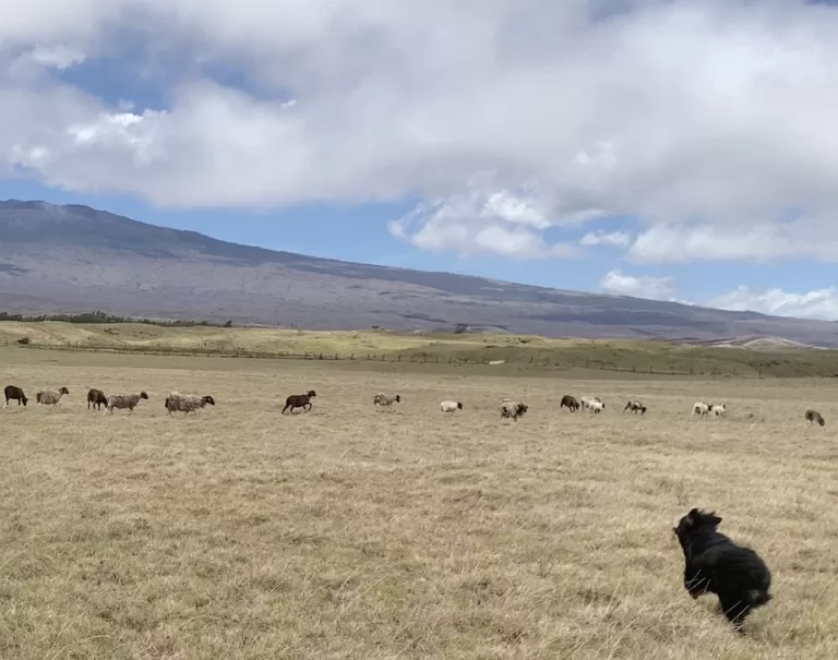 Bunching up sheep